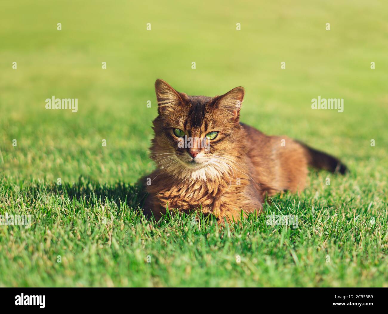 Pretty Cat Lying In Green Grass Outdoor The Somali Cat Breed Is A Beautiful Domestic Feline They Are Smart Very Social And They Enjoy Playing Outsi Stock Photo Alamy Pretty Cat Lying In Green Grass Outdoor The Somali Cat Breed Is A Beautiful Domestic Feline They Are Smart Very Social And They Enjoy Playing Outsi Stock Photo Alamy