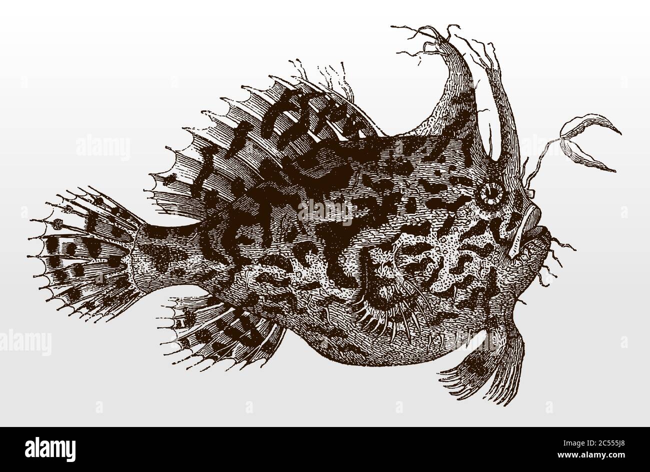 Strange-looking sargassum fish, anglerfish or frog fish, histrio from the atlantic ocean after an antique illustration from the 19th century Stock Vector