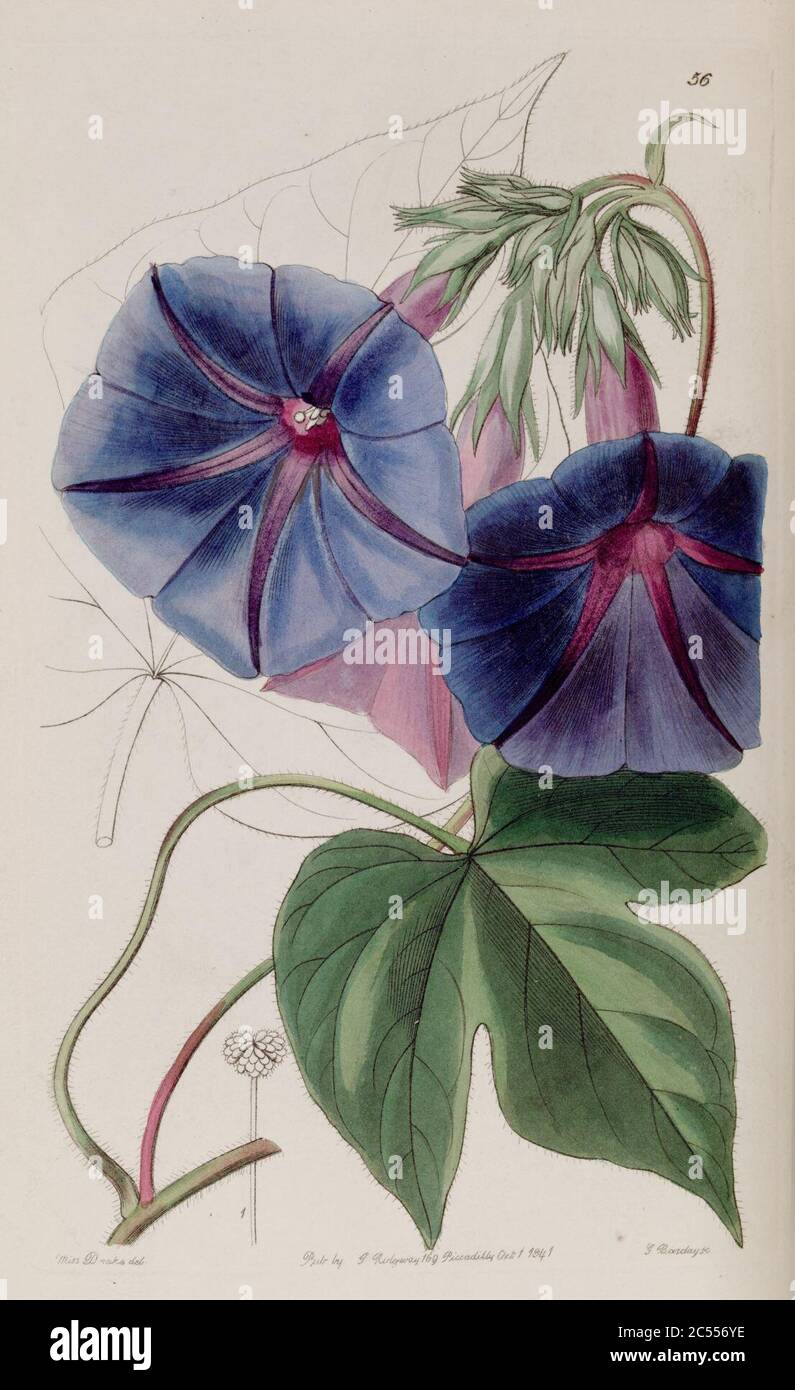 Ipomoea indica (as Pharbitis leari) Edwards's Bot. Reg. 27. 56. 1841. Stock Photo