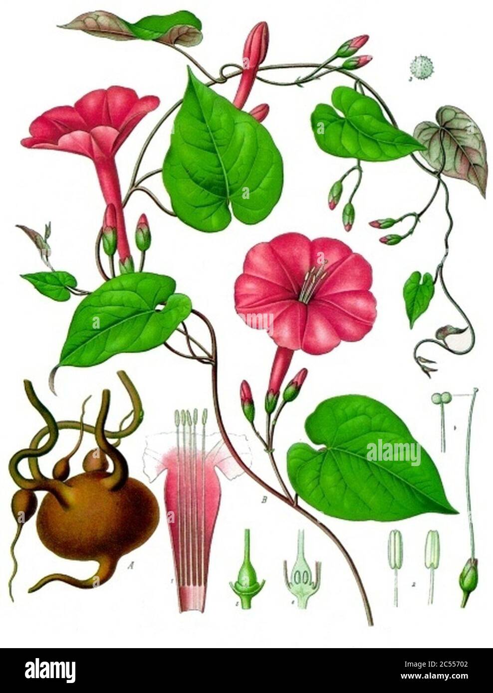 Ipomoea purga - Köhler–s Medizinal-Pflanzen-077. Stock Photo