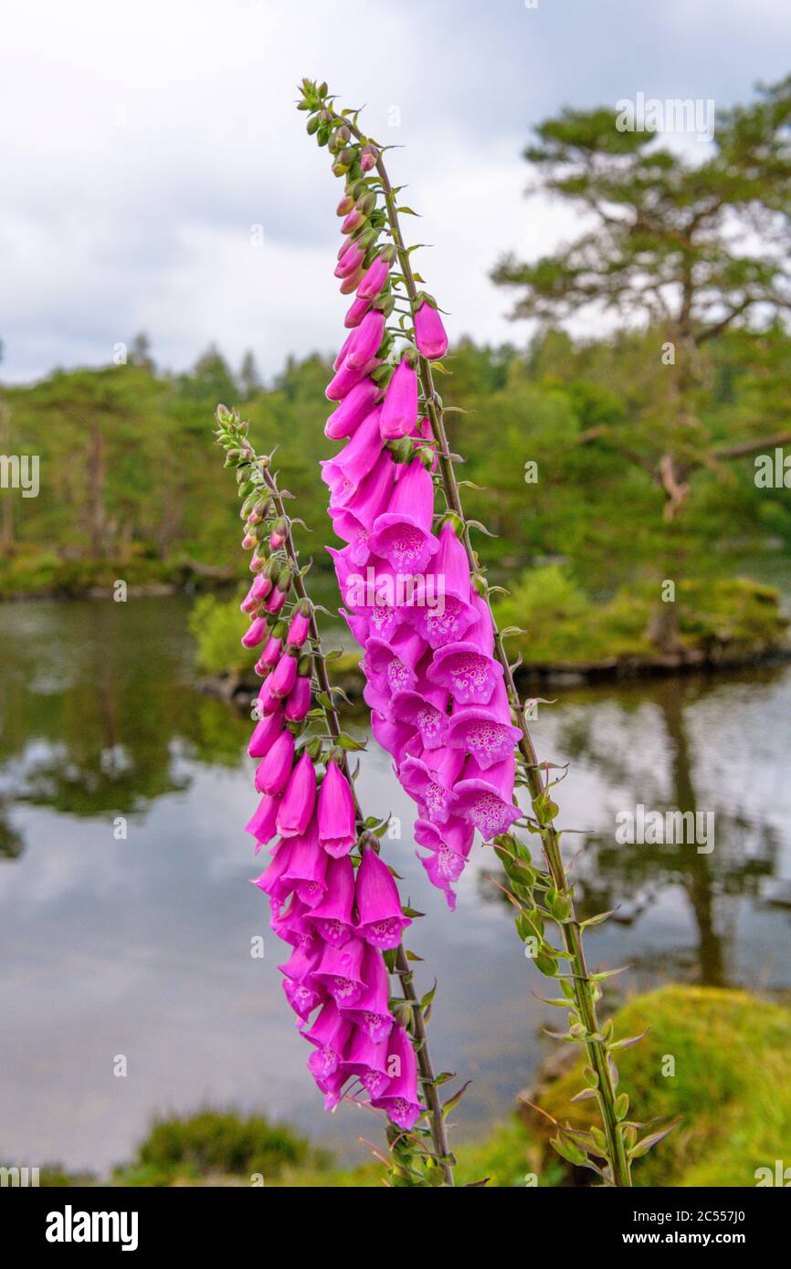 Naturalised in parts of north america hi-res stock photography and ...