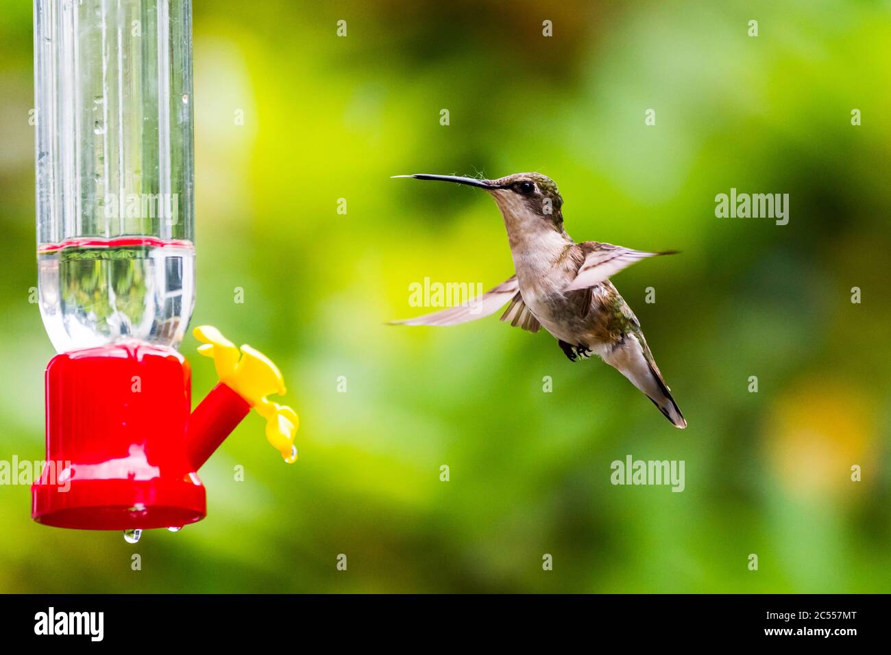 Female Ruby-Throated Hummingbird flying up to a hummingbird feeder with nectar with her tongue sticking out. Stock Photo