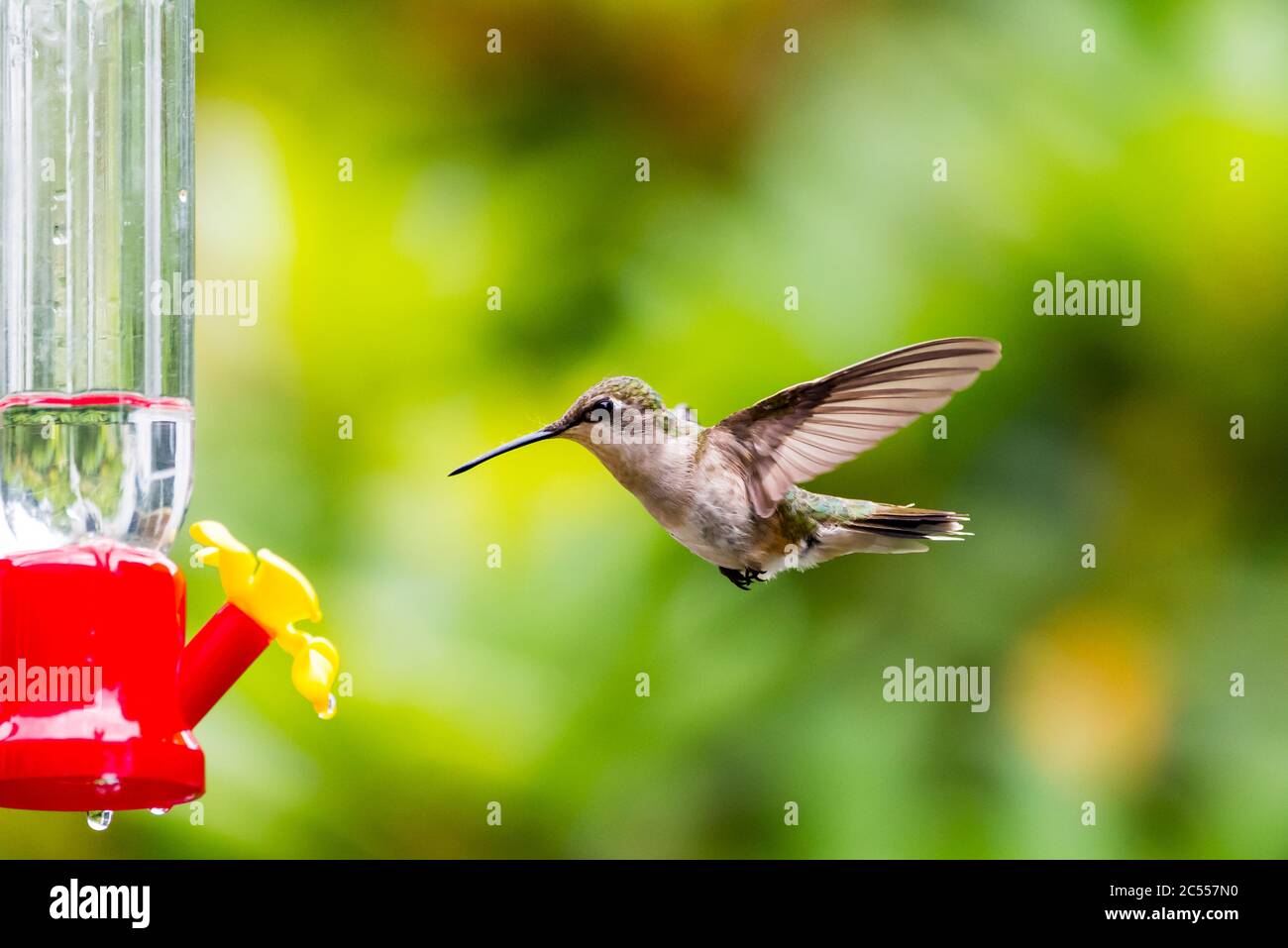 Female Ruby-Throated Hummingbird flying up to a hummingbird feeder with nectar. Stock Photo