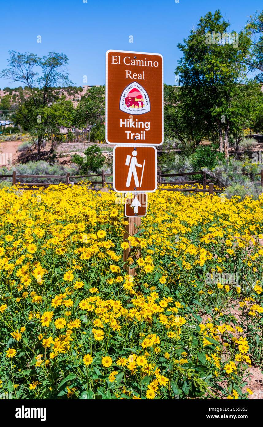 New Mexico wildflowers on the El Camino Real de Tierra Adentro National Historic Trail, hiking trail in Santa Fe, New Mexico, USA. Stock Photo
