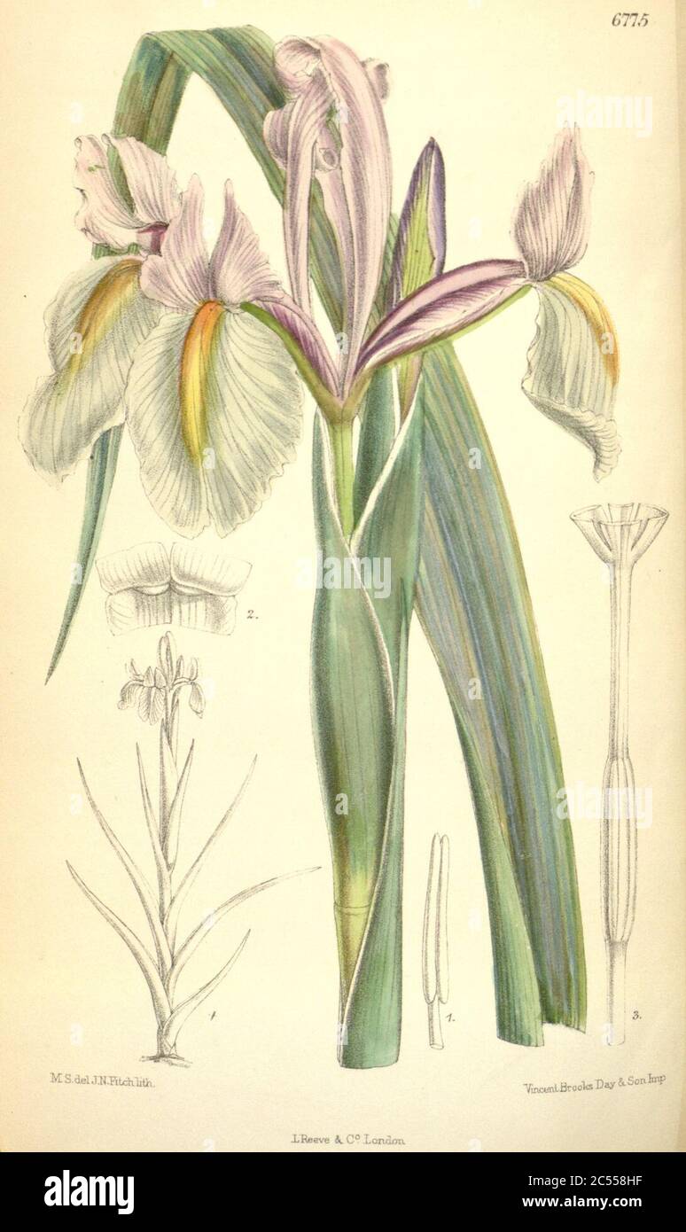 Iris tingitana. Stock Photo