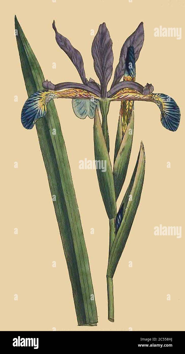 Iris spuria (Curtis). Stock Photo