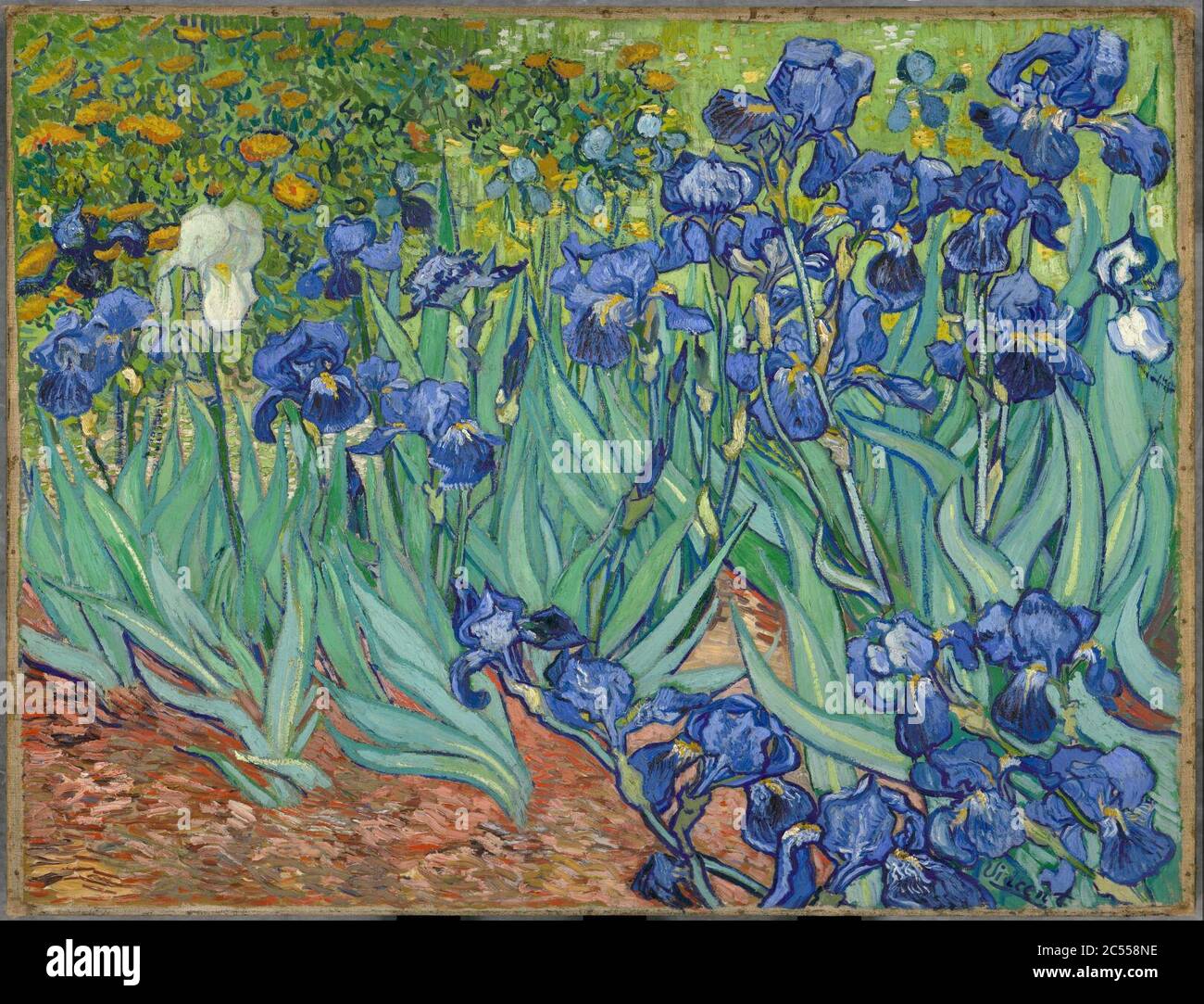 Irises-Vincent van Gogh Stock Photo - Alamy