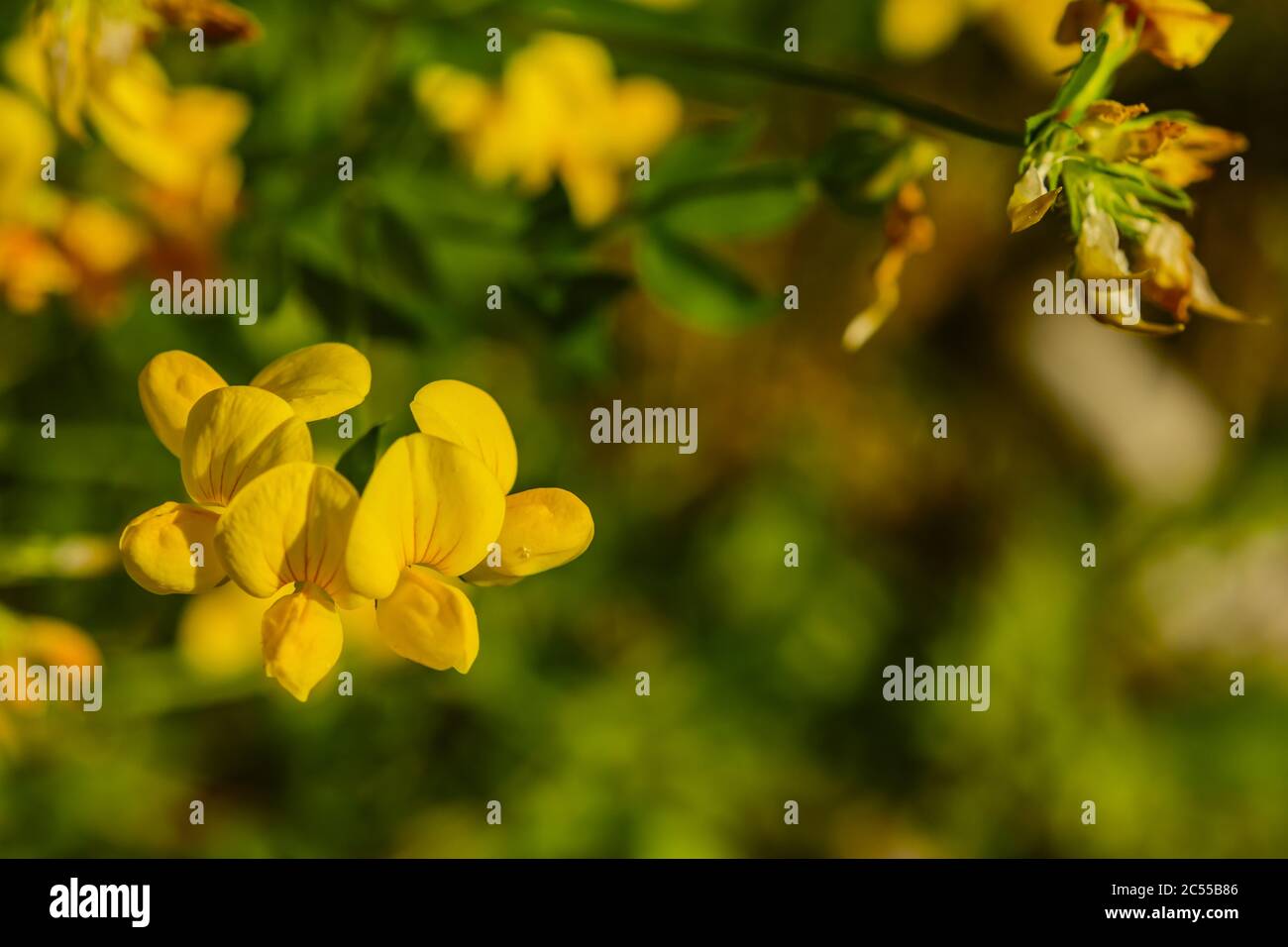Lotus corniculatus a perennial herbaceous flowering plant in the pea family Fabaceae macro close-up Stock Photo