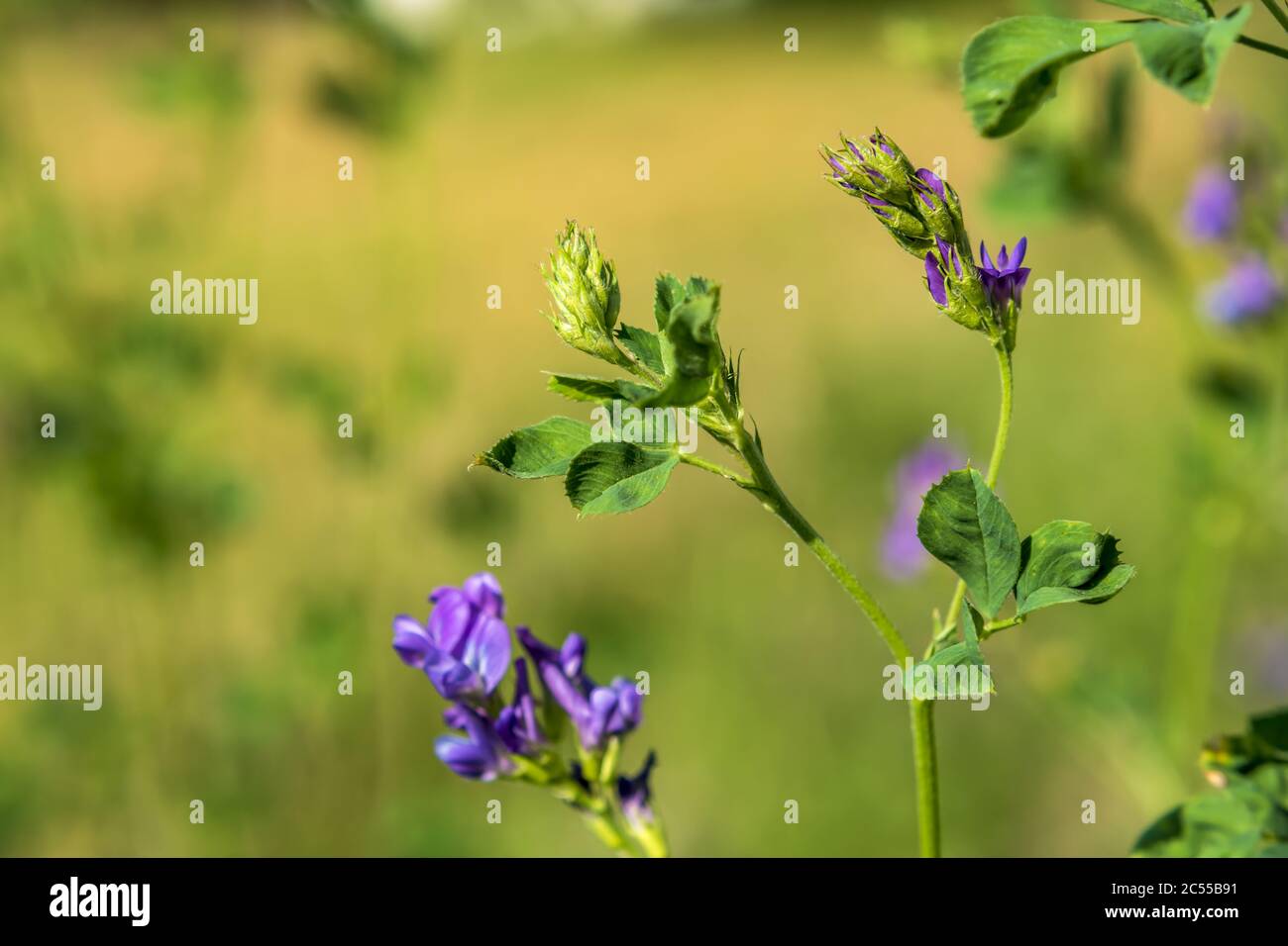 Medicago sativa or Alfalfa or Lucerne a perennial flowering plant in the legume family Fabaceae Stock Photo
