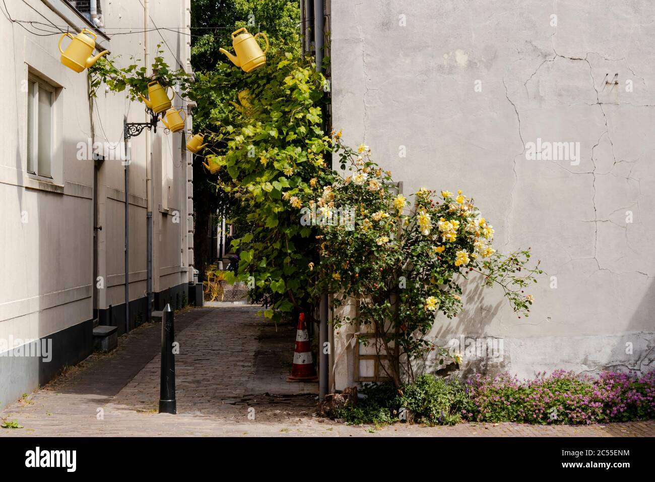 Alleyway with yellow flowers and watering cans in Schiedam, the Netherlands Stock Photo