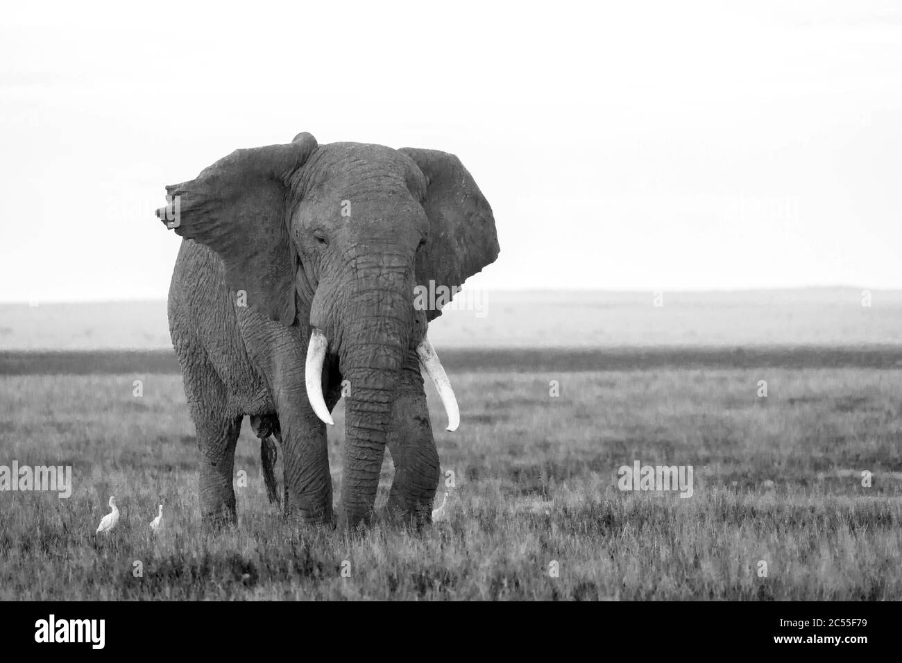 An elephant in the savannah of a national park in Kenya Stock Photo