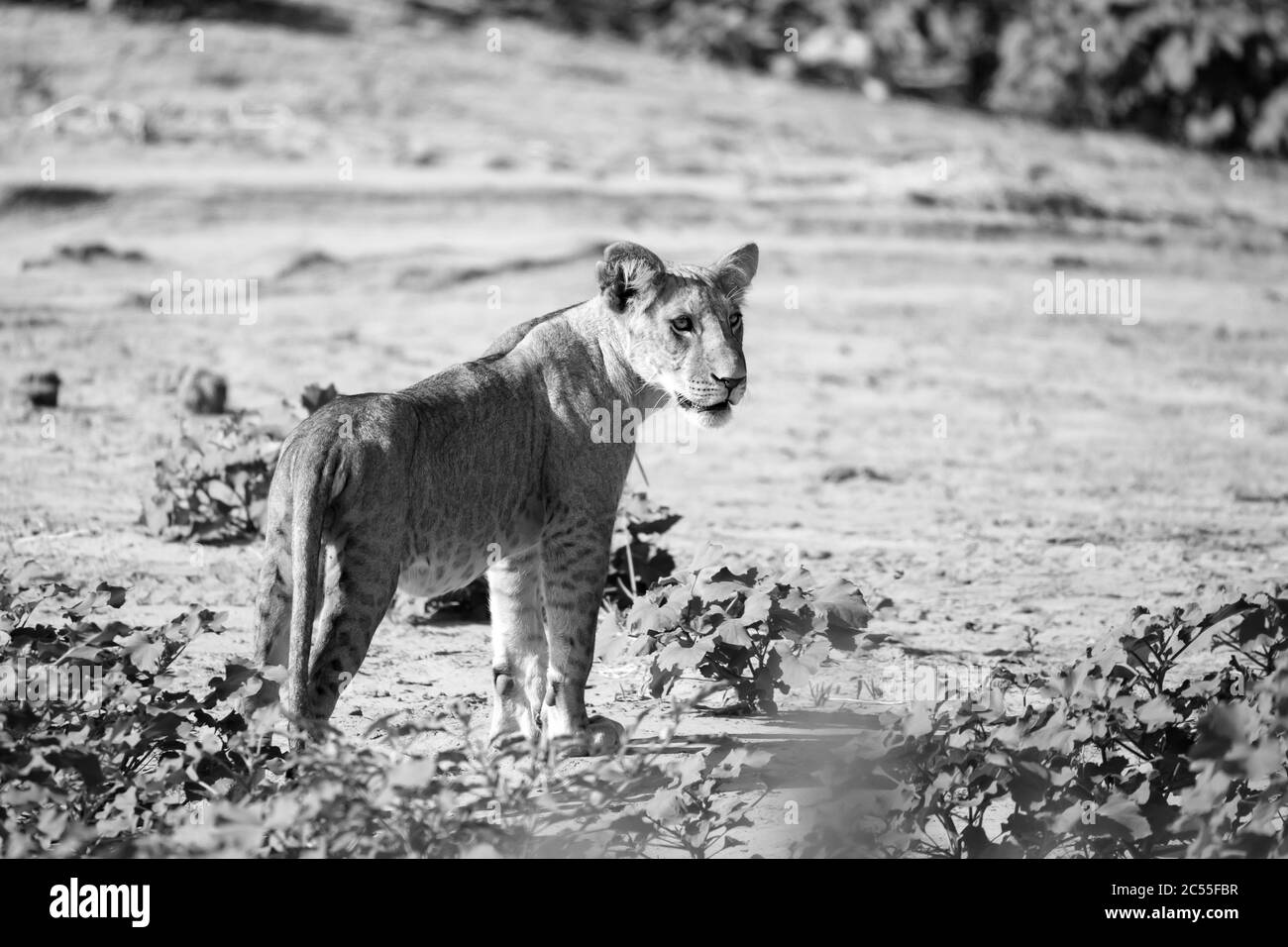 One lion walks through the savannah in Kenya Stock Photo