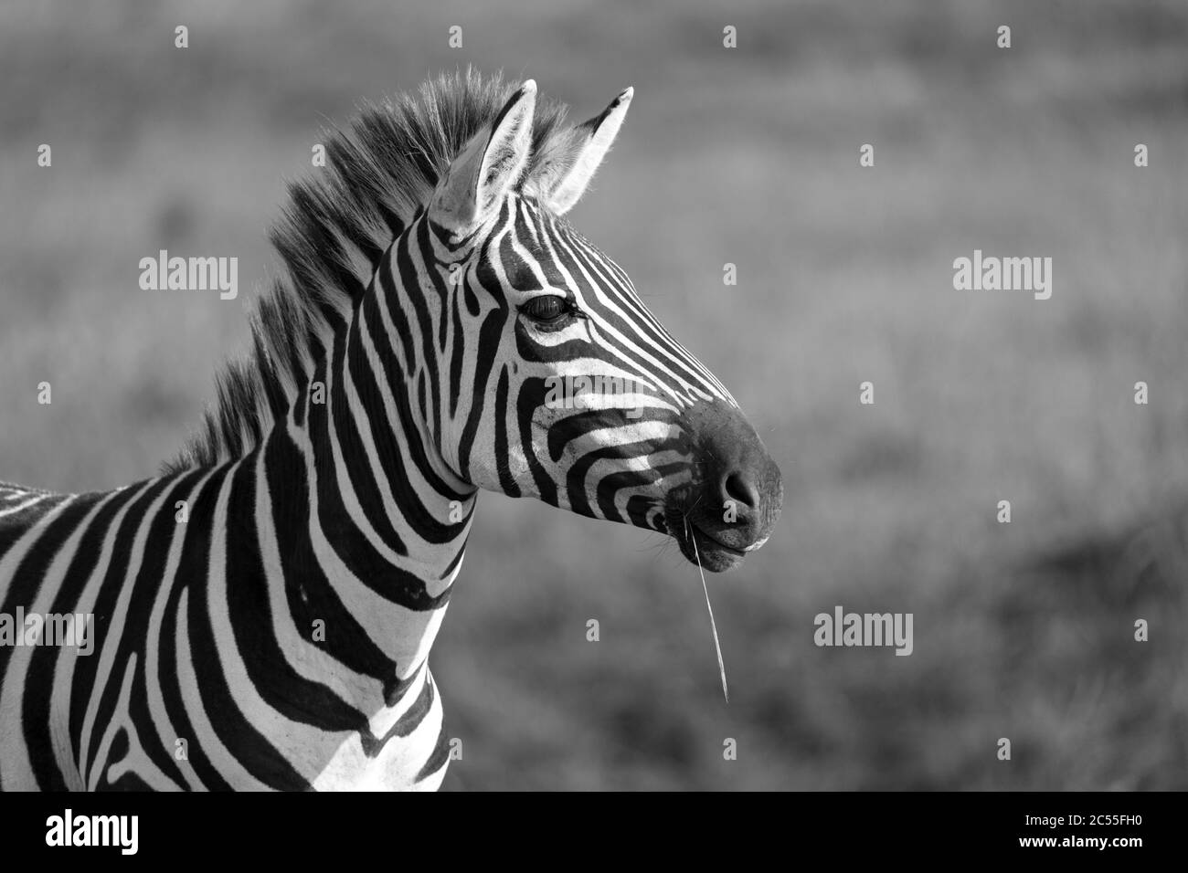 The closeup of a zebra in a national park Stock Photo