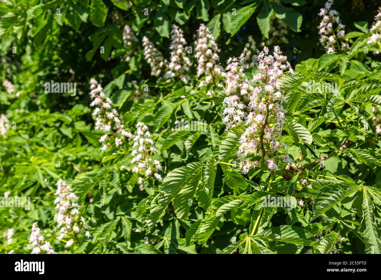 Chestnut flower in a beautiful summer day Stock Photo - Alamy