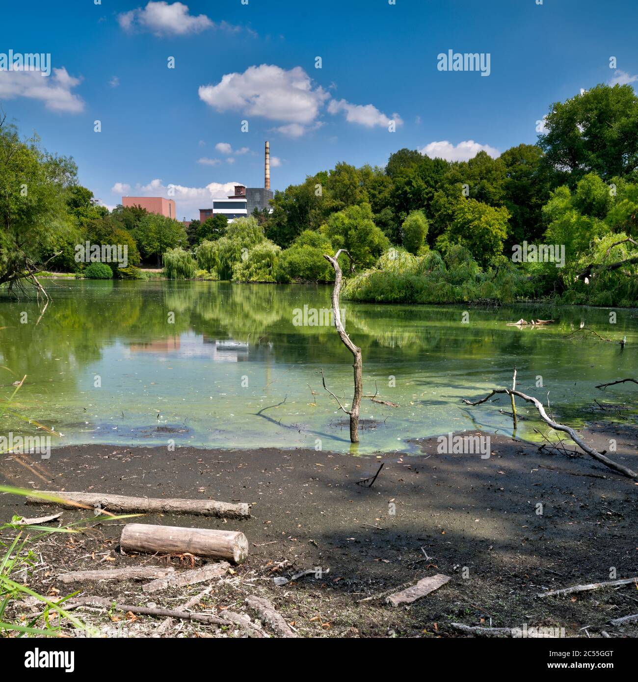 Bürgerpark, pond, mirroring, reflection, summer, Braunschweig, Lower Saxony, Germany, Europe Stock Photo