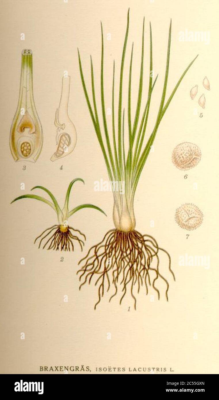 Isoetes lacustris nf. Stock Photo