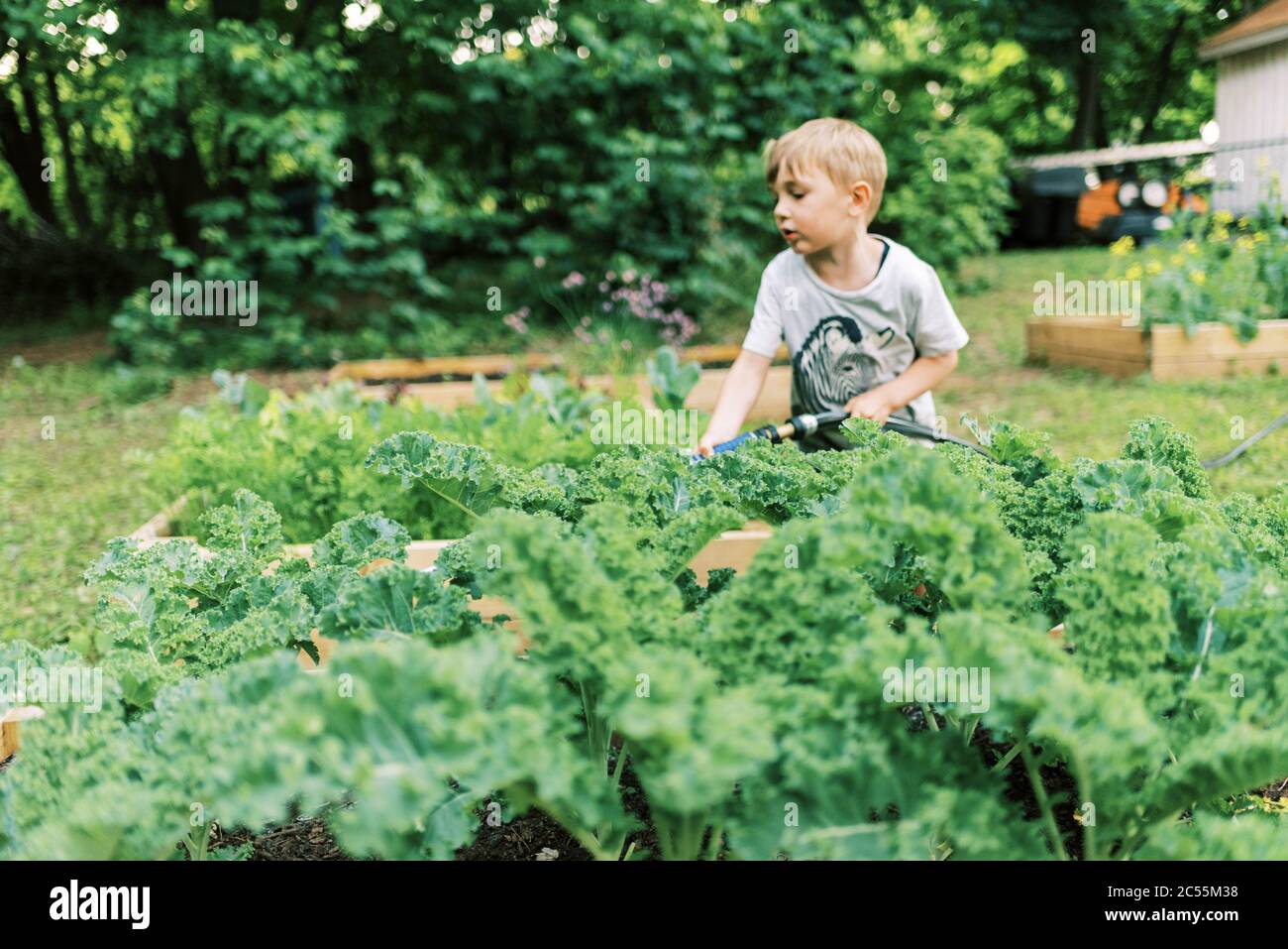 A little boy doing his chore of watering the vegetable gardens Stock Photo