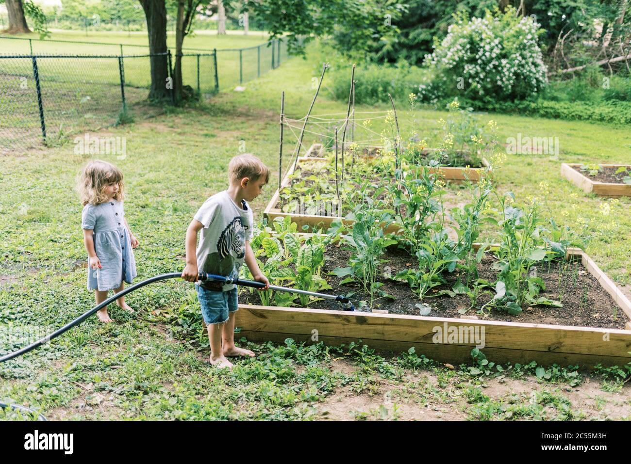 A little girl watching her big brother watering the vegetables Stock Photo