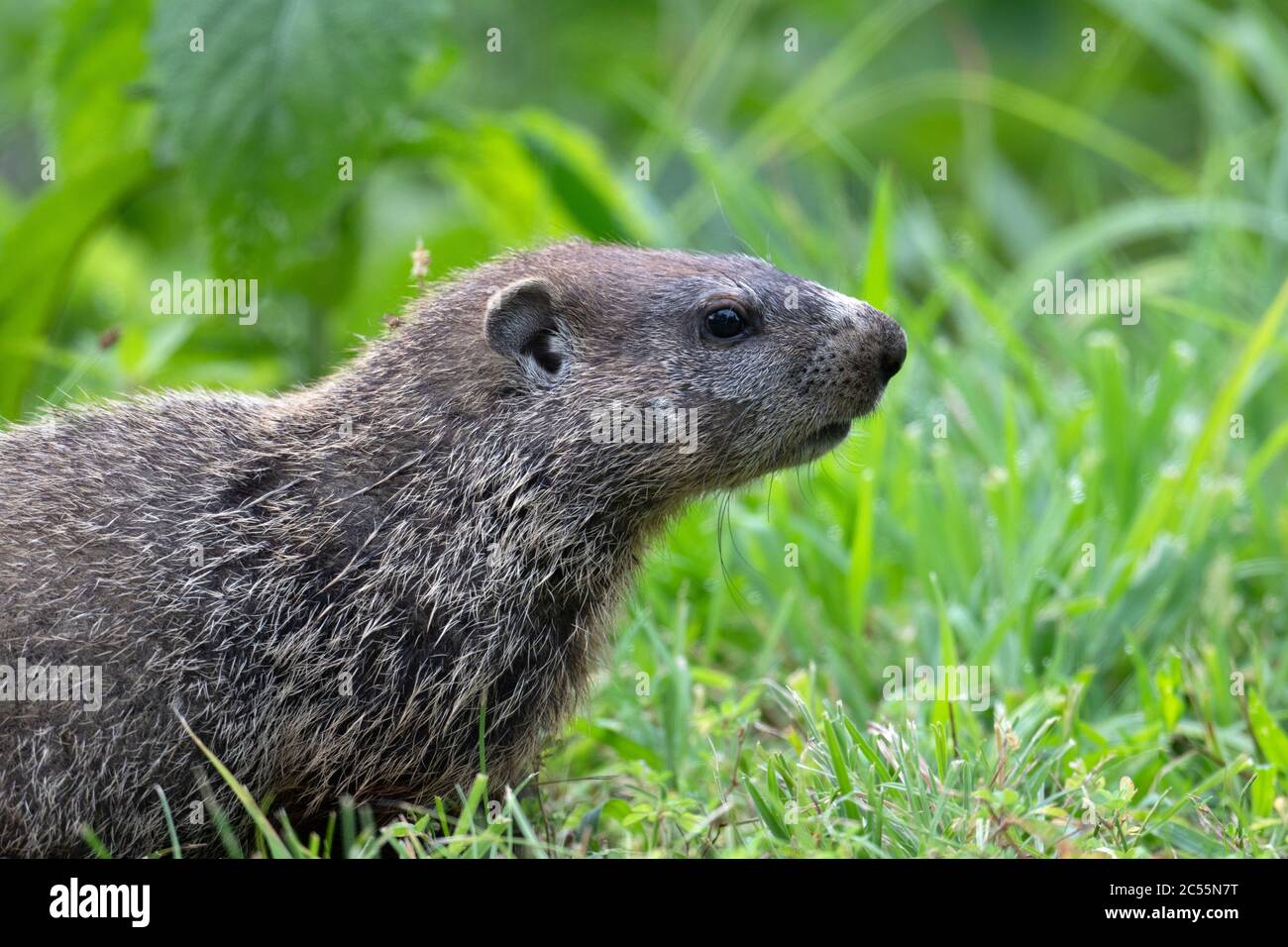 Portrait of a groundhog in green grass in Missouri Stock Photo