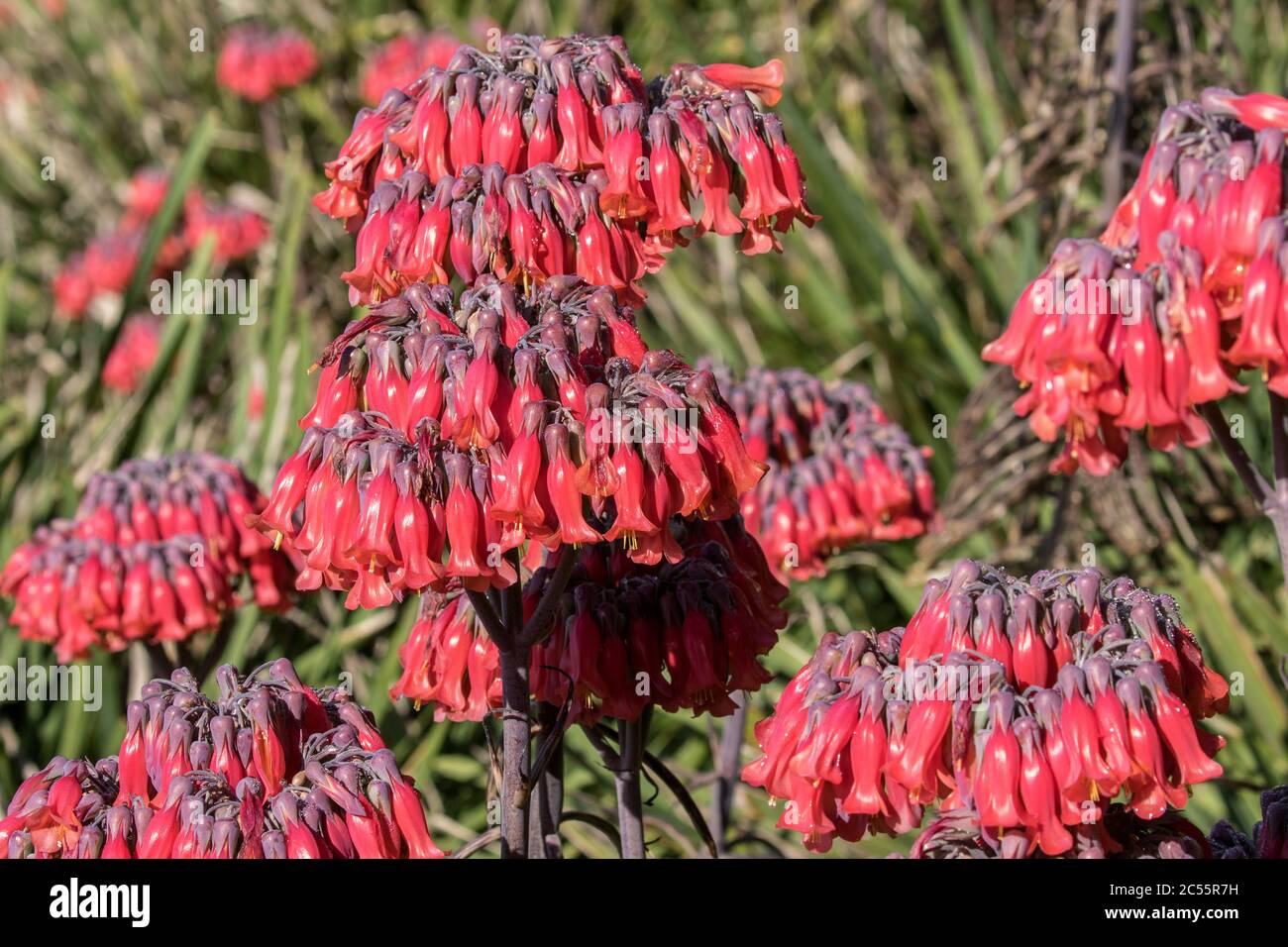Mother of millions plants in flower stock photo alamy