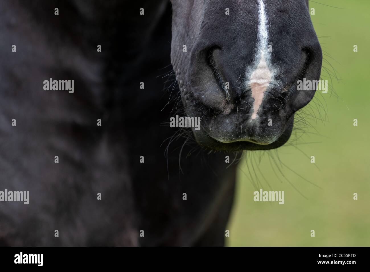 Nose horse close up macro hires stock photography and images Alamy