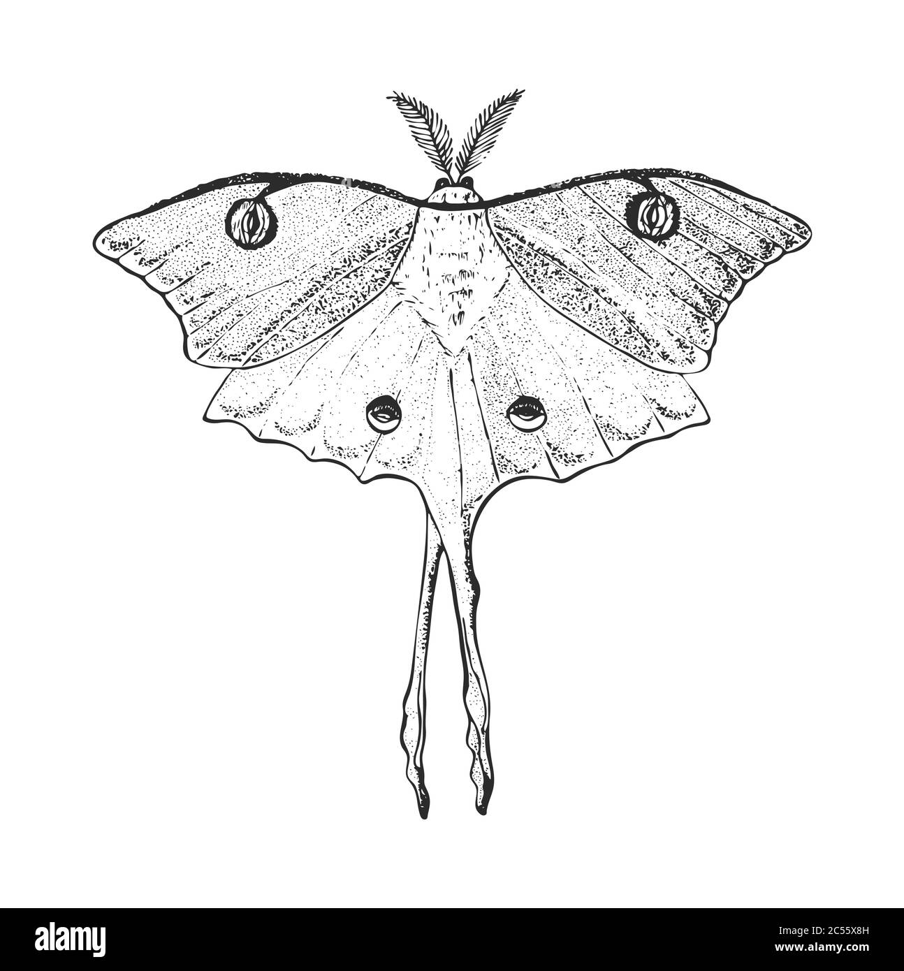 Butterfly Or Wild Luna Moths Insects Mystical Symbol Or Entomological Of Freedom Engraved Hand Drawn Vintage Sketch For Wedding Card Or Logo Vector Stock Vector Image Art Alamy