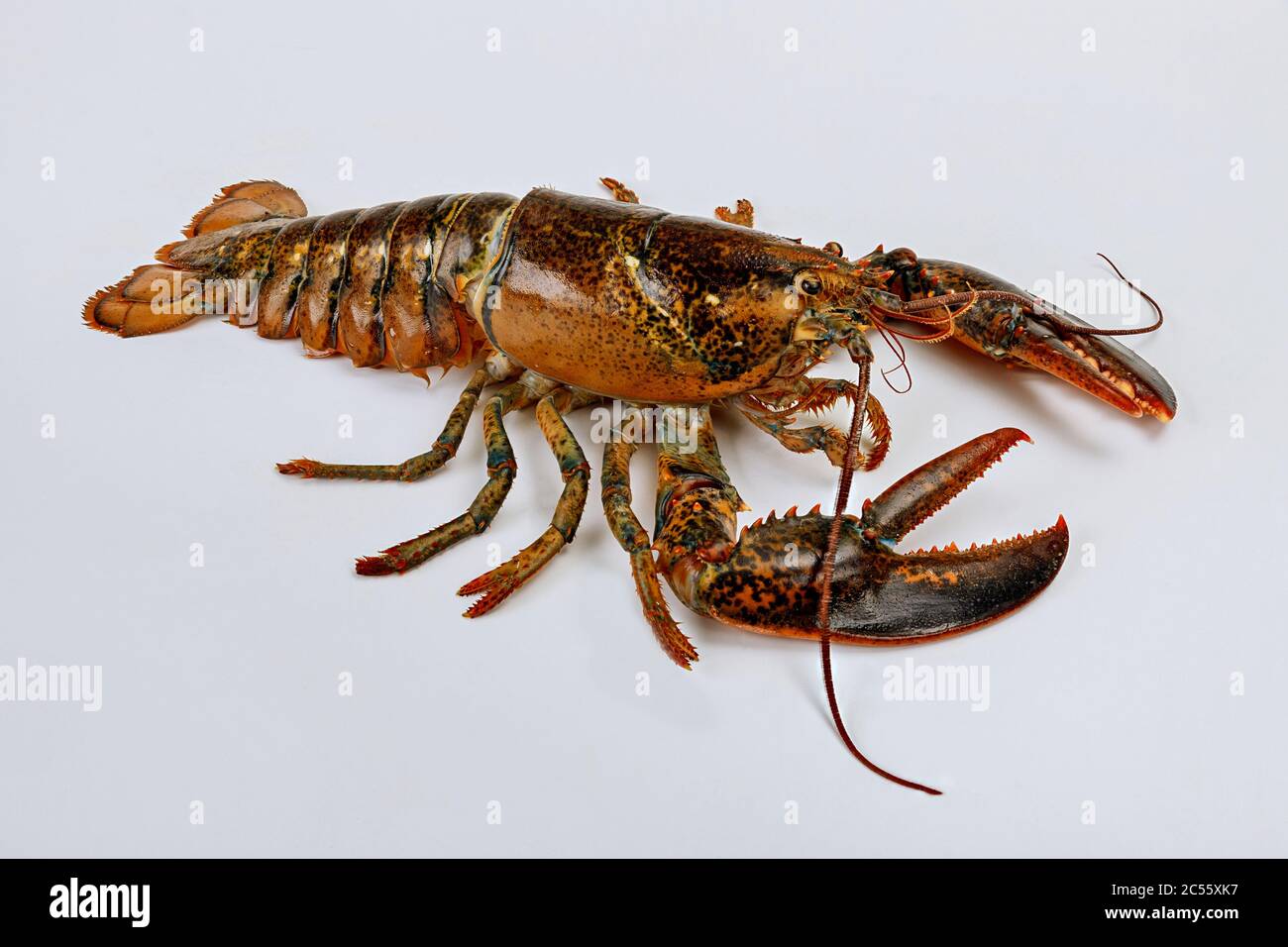 Coastal Seafood Live Maine Lobsters, Per Lobster) Total