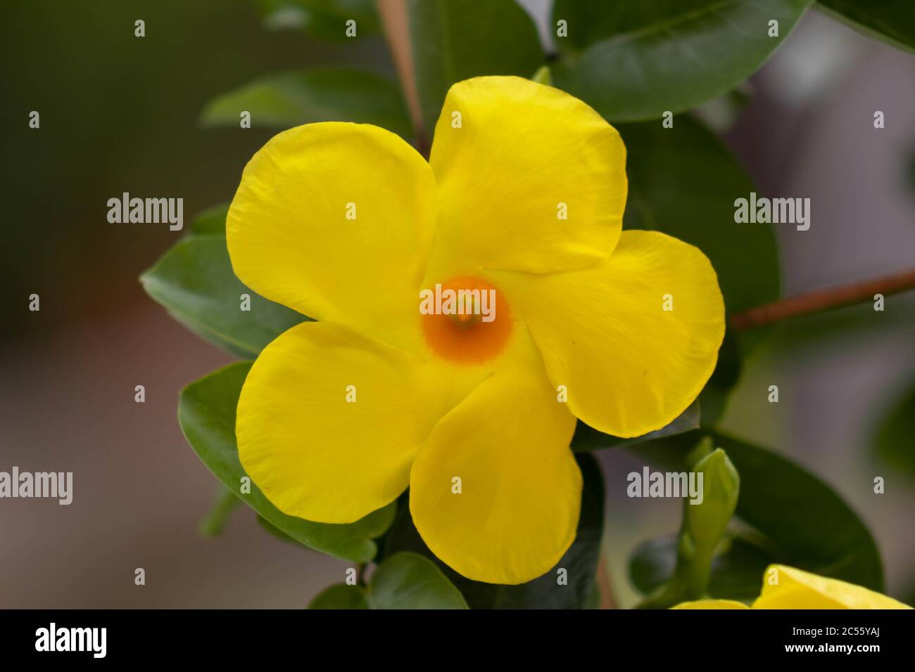 Closeup shot of a yellow rocktrumpet flower in a garden Stock Photo