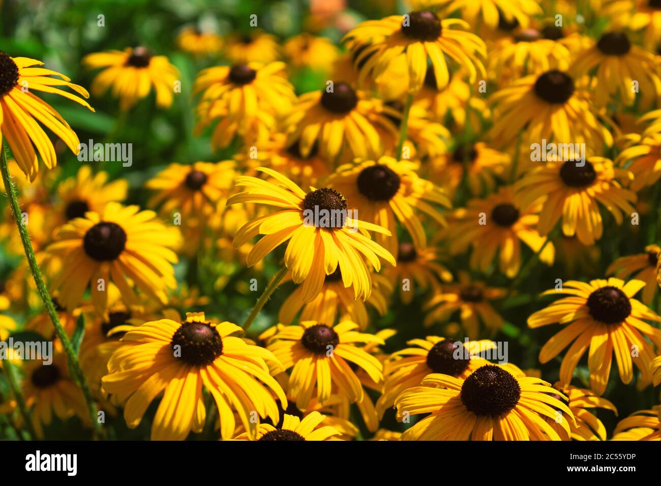 Yellow flowers field hi-res stock photography and images - Alamy