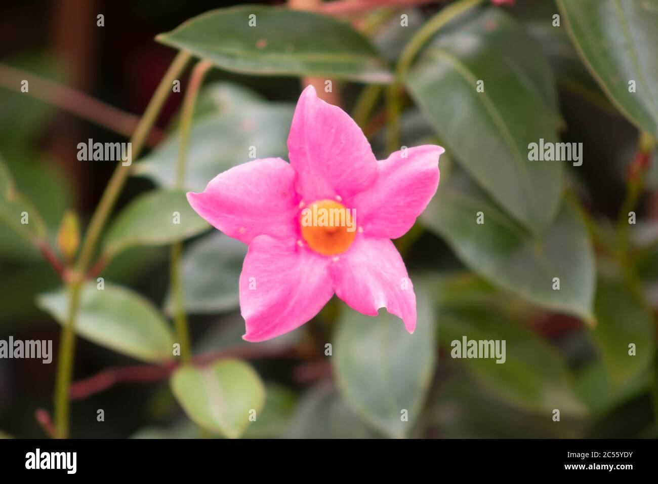 Closeup shot of a pink rocktrumpet flower in a garden Stock Photo