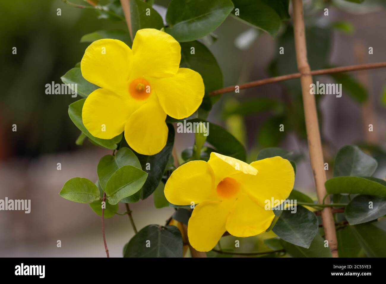Closeup shot of yellow rocktrumpet flowers in a garden Stock Photo