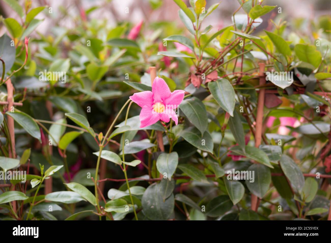 Shallow focus shot of a pink rocktrumpet flower in a garden Stock Photo