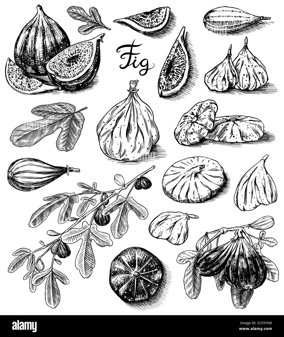 Dried fig fig fruit half Stock Vector Images Alamy