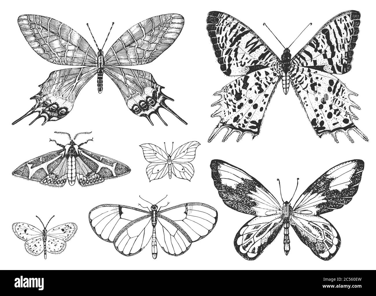 Butterfly or wild moths insects. Mystical symbol or entomological of ...