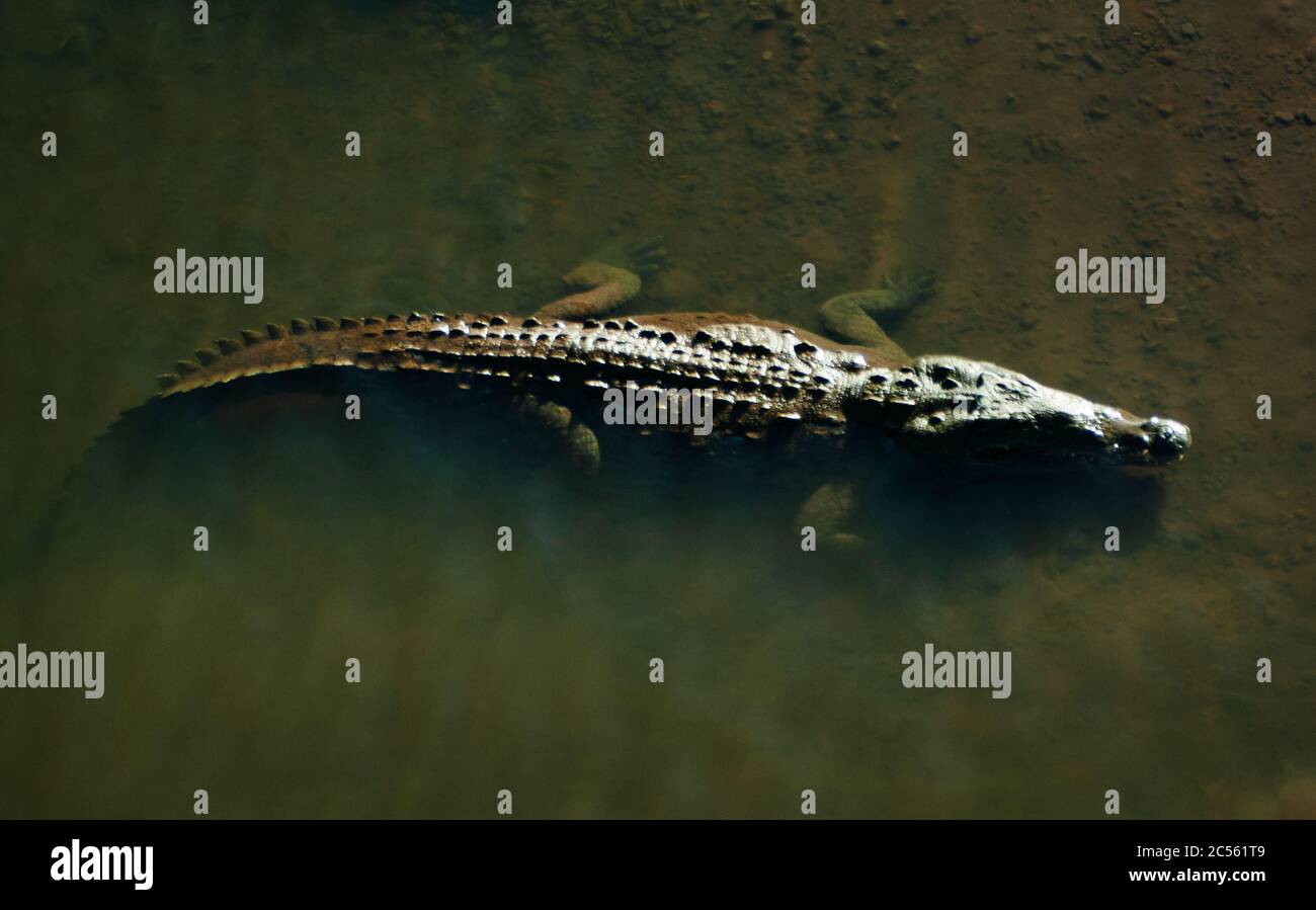 Crocodiles underneath Tárcoles Bridge or crocodile bridge, Puntarenas Province, Costa Rica, Central America Stock Photo