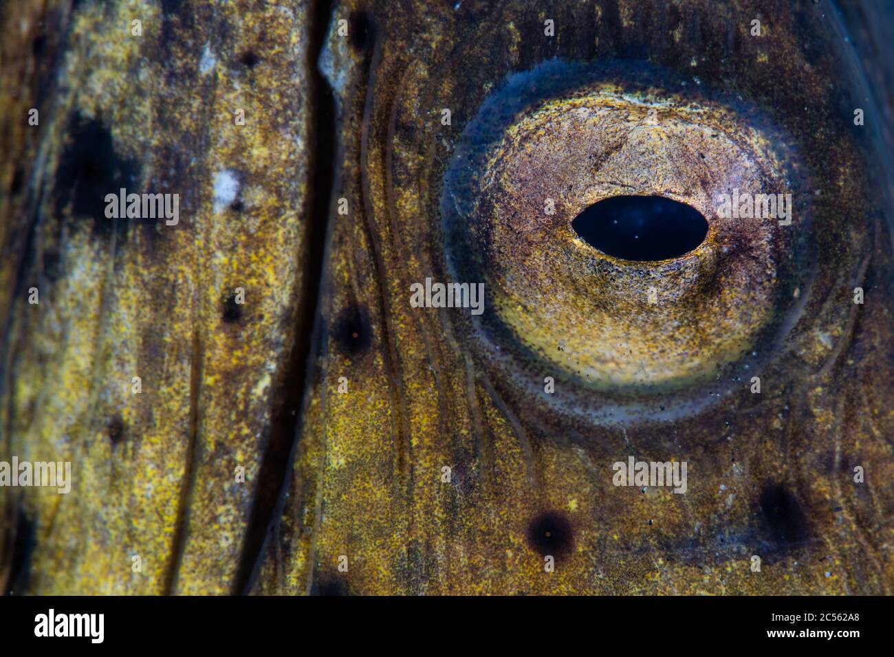 Close up of a Blacksaddle snake eel, Ophichthus cephalozona, as it ...