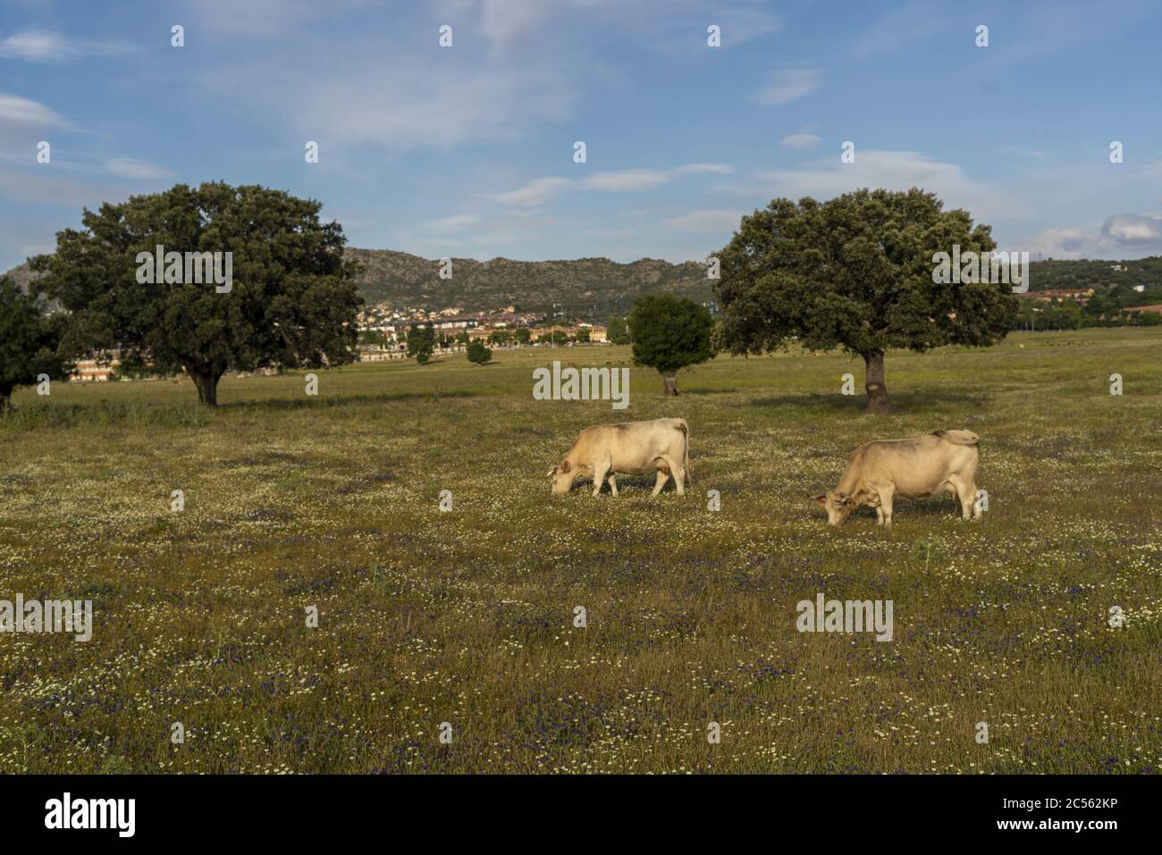 Herd of cows grazing on the pasture during daytime Stock Photo - Alamy