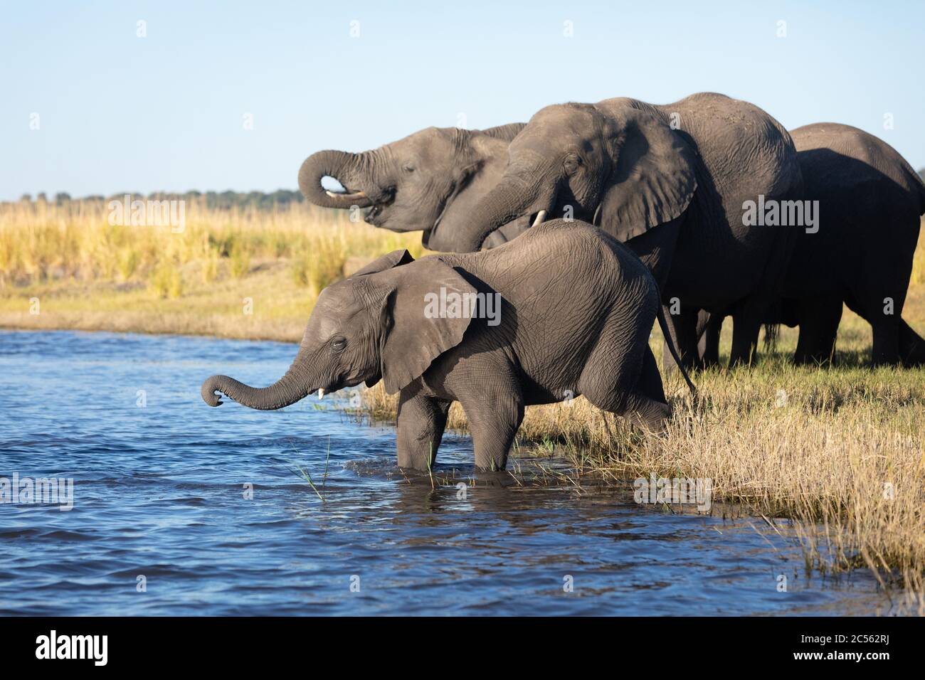 Elephant herd standing at river's edge drinking water in golden afternoon light in Chobe River in Botswana Stock Photo