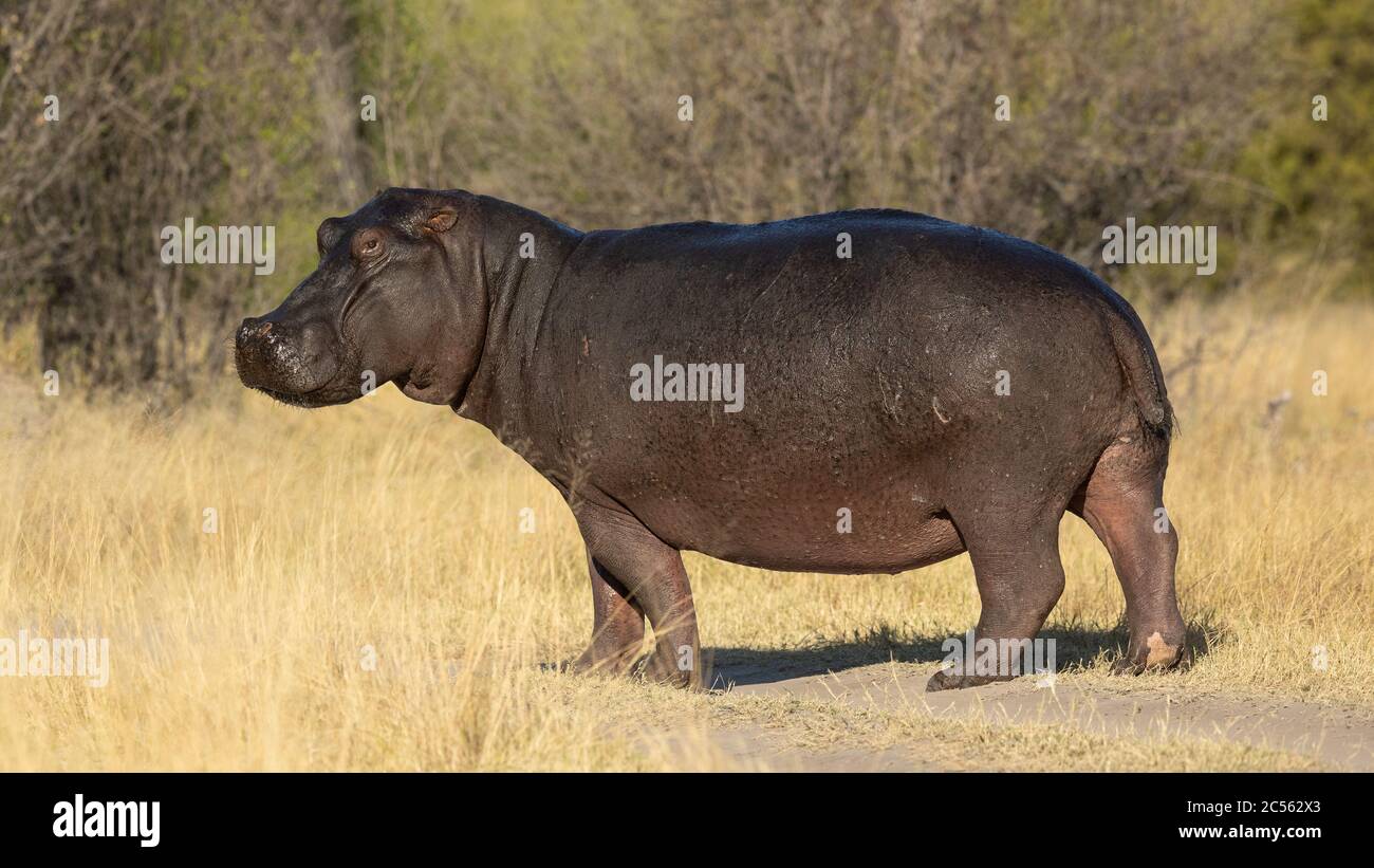 Big hippo standing amongst tall yellow grass in full sunshine looking alert in Khwai Okavango Delta Botswana Stock Photo