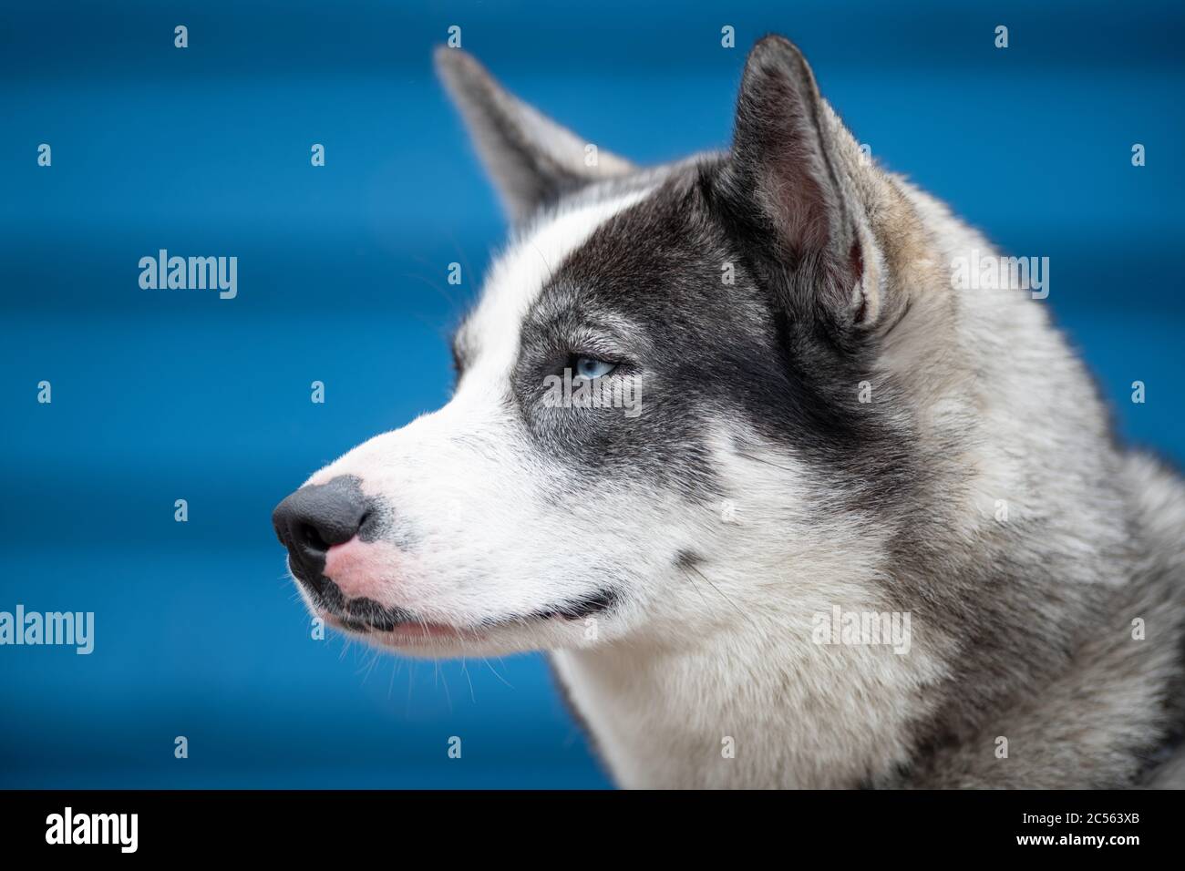 A close up of pure breed Siberian husky with a deep blue background.  The dog has a white, grey and black fur. Stock Photo