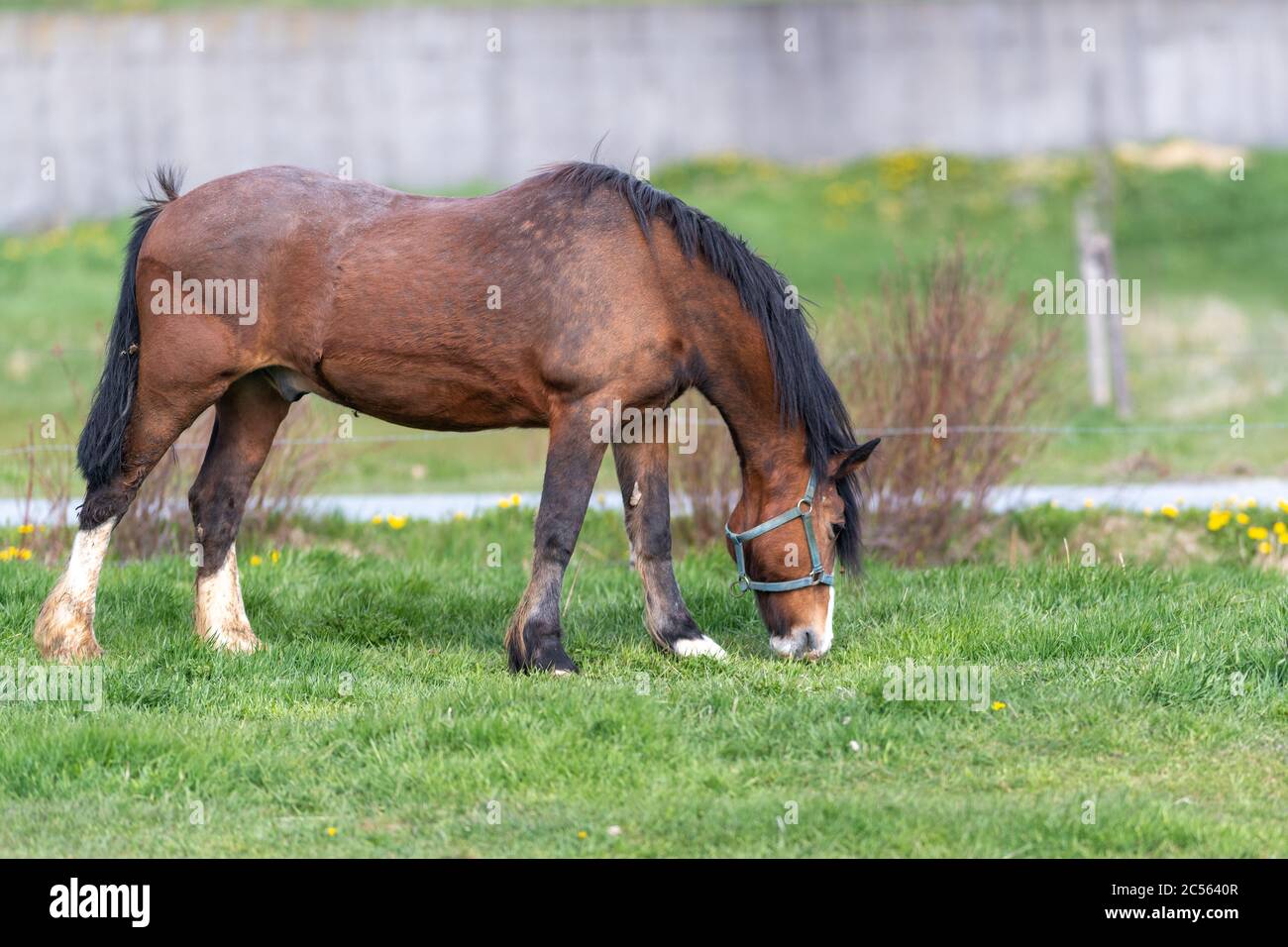 A chestnut brown horse standing and grazing in a green grassy field. The large muscular animal has white hoofs, long black mane and tail. Stock Photo