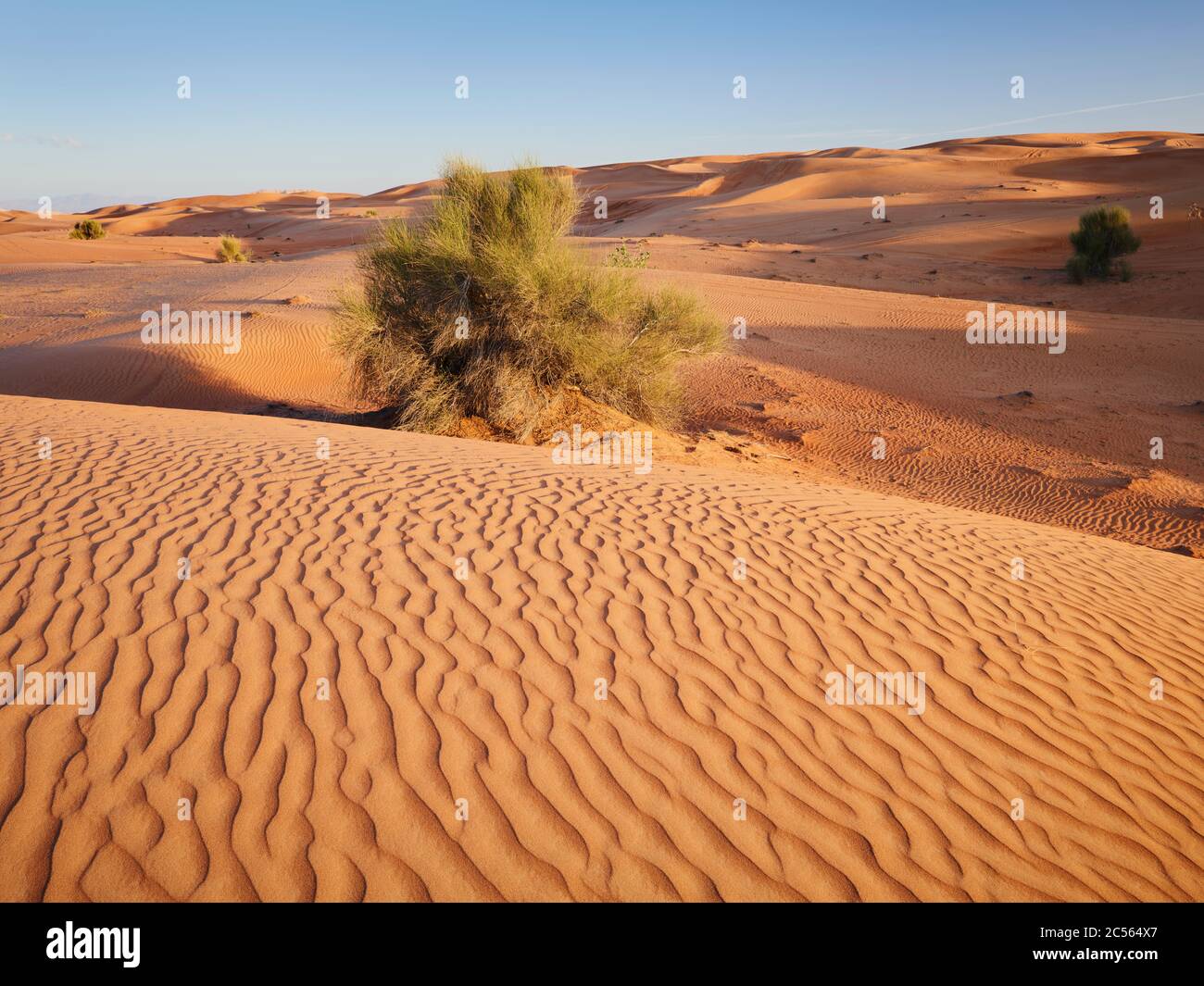 Dunes Desert Dubai United Arab Emirates Stock Photo Alamy Dunes Desert Dubai United Arab Emirates Stock Photo Alamy