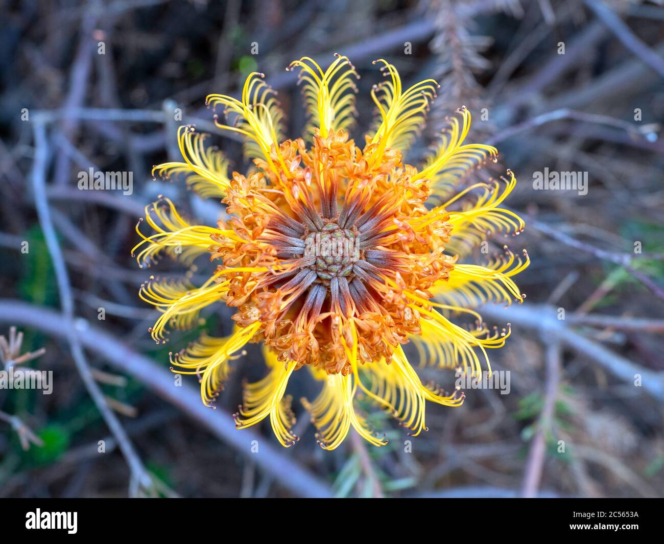 Banksia Flower viewed from above Stock Photo