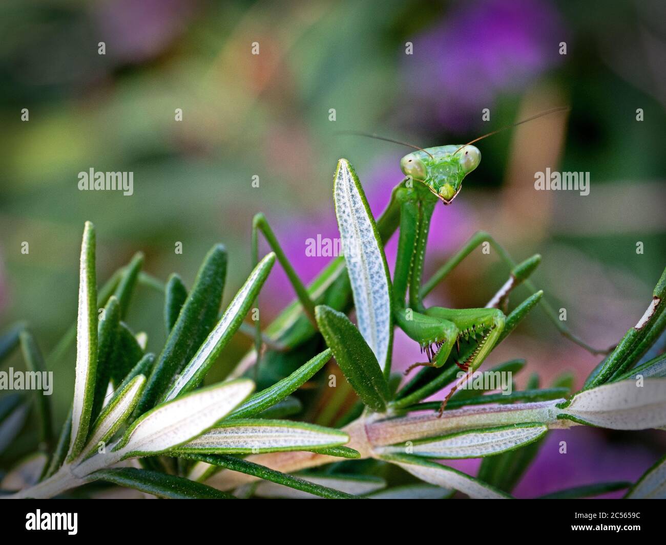 Preying Mantis on a garden Rosemary bush. Victoria, Australia. Stock Photo