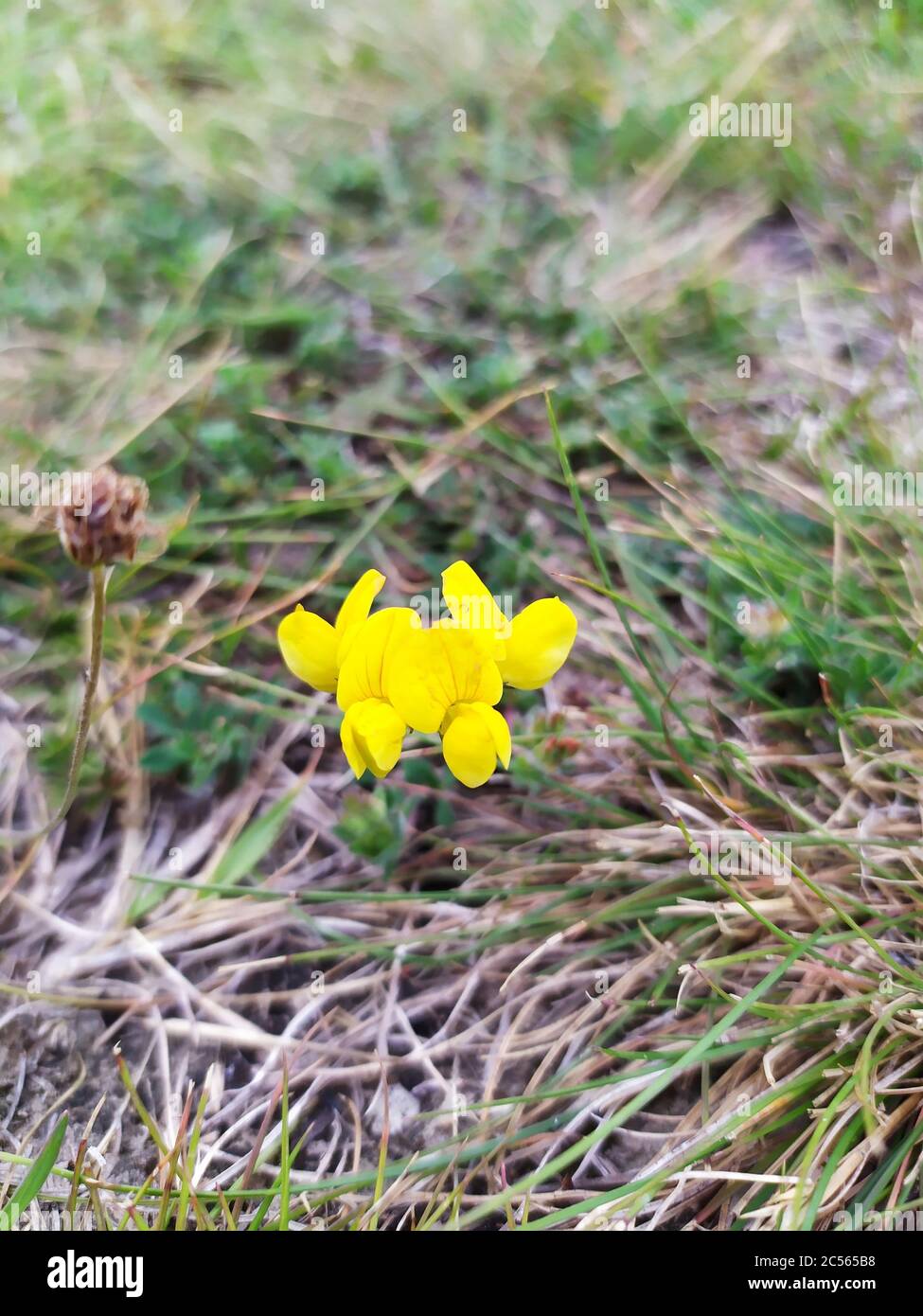 Close up vertical beauty shot hi-res stock photography and images - Alamy