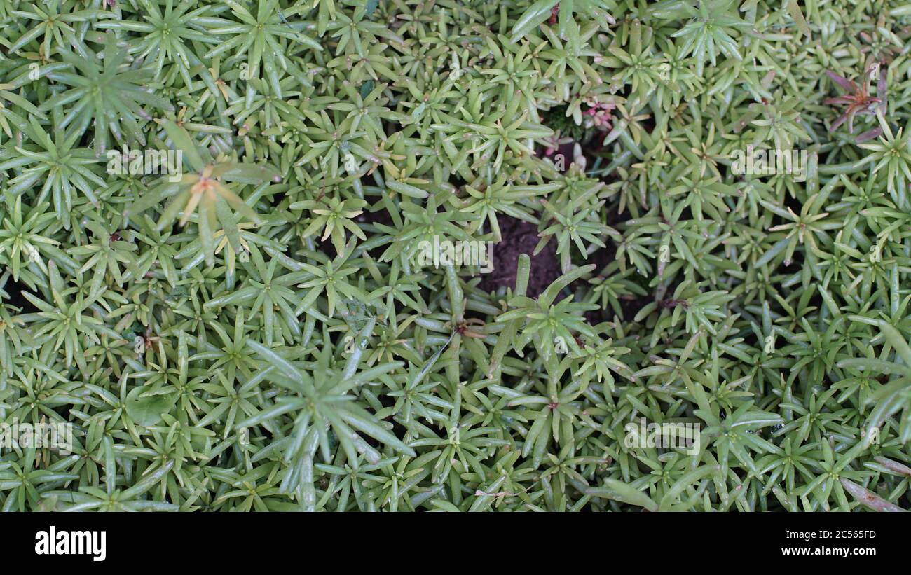 Horizontal top angle shot of a green moss called Pogonatum urnigerum in daylight Stock Photo