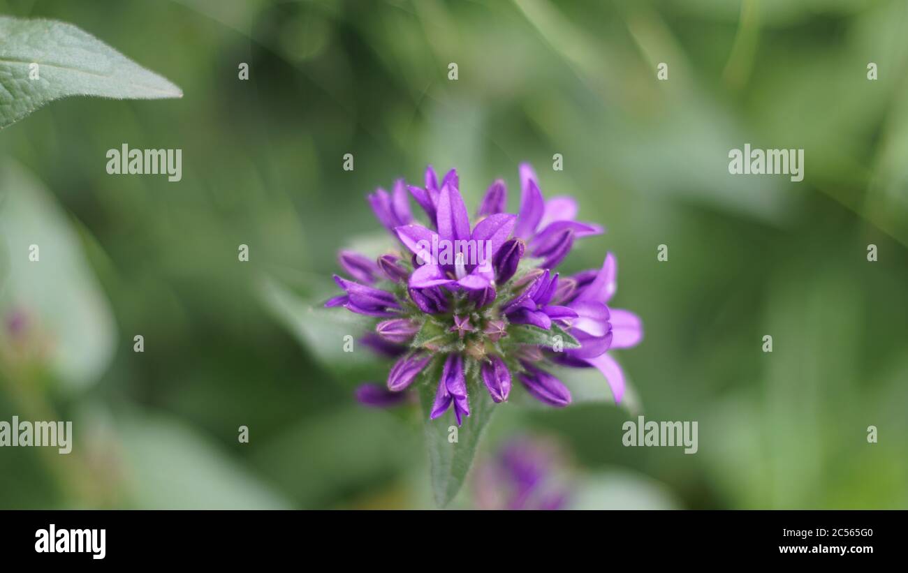 Horizontal closeup shot of a beautiful purple Psoralea flower in a greenery background Stock Photo