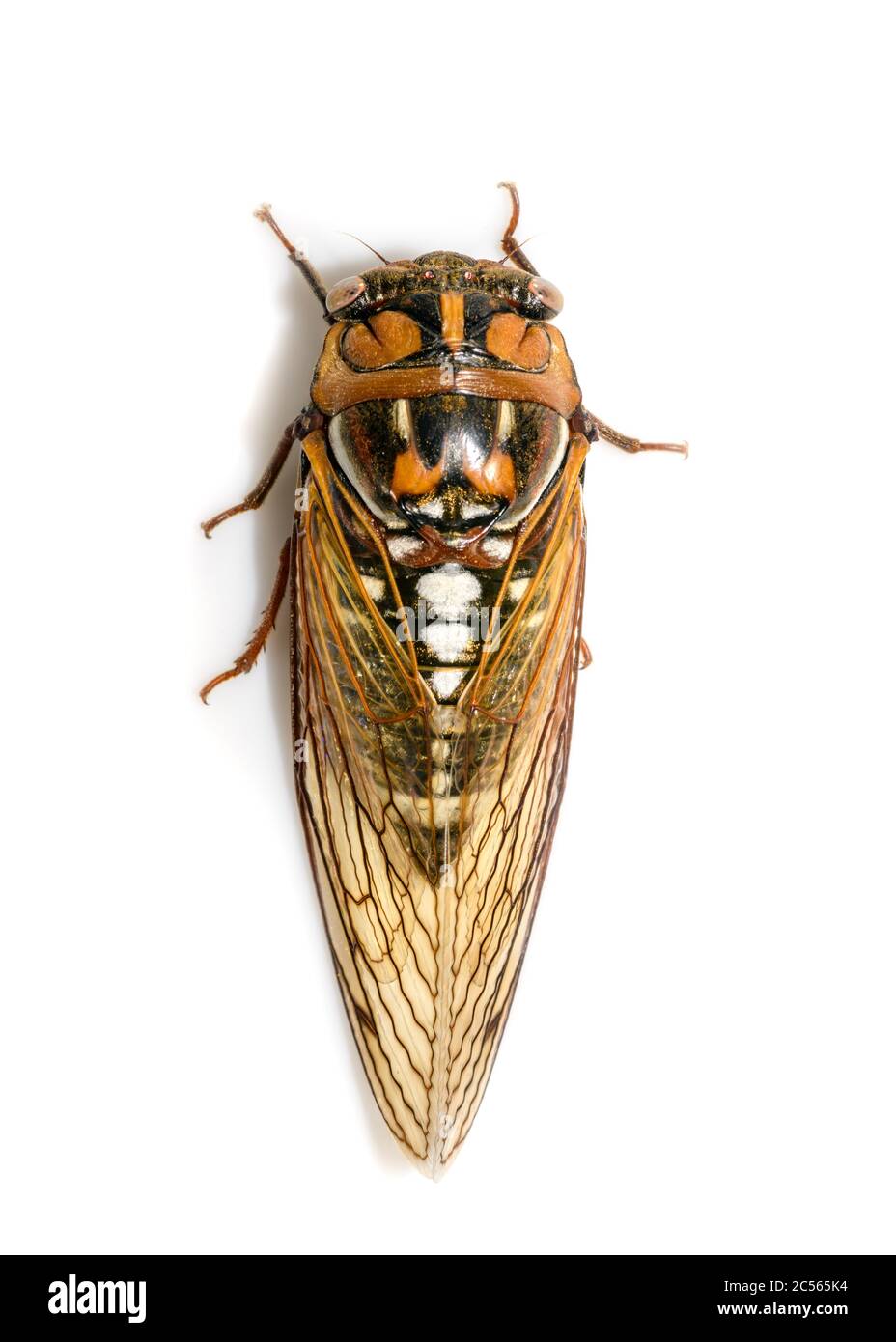Bush cicada or giant grassland cicada -  Megatibicen dorsatus - on white background close-up, top view Stock Photo