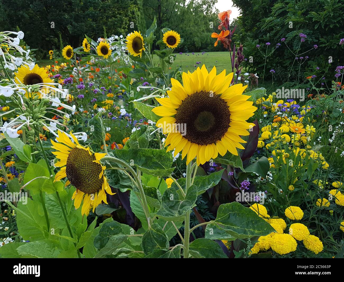 Sunflowers in the flower bed Stock Photo Alamy
