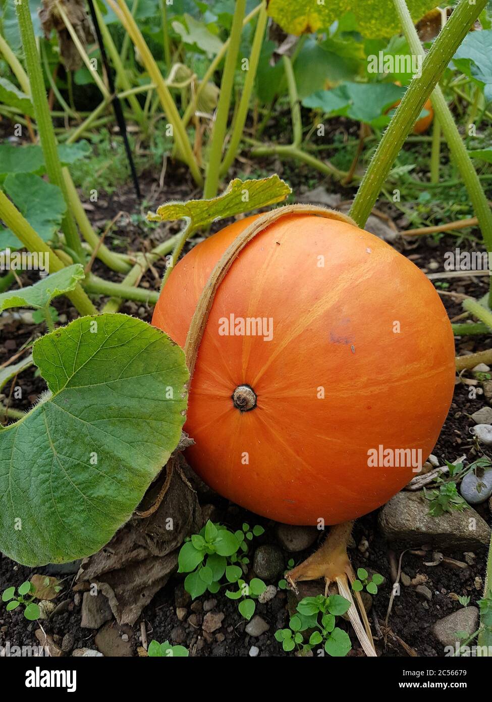 Pumpkin in the garden bed Stock Photo Alamy